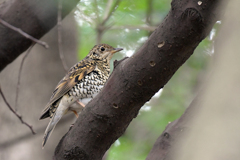 トラツグミ_79341