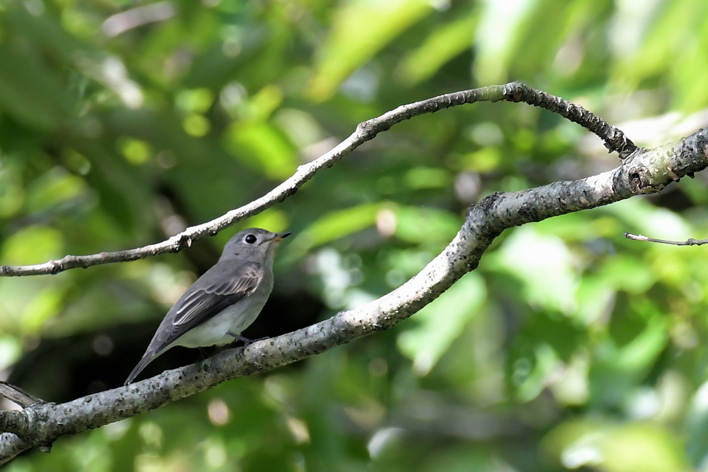 コサメビタキ_9281