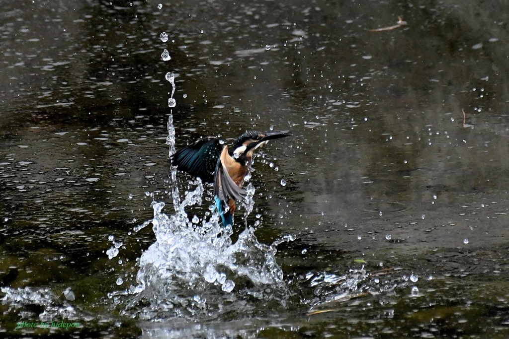 カワセミ_200928-1