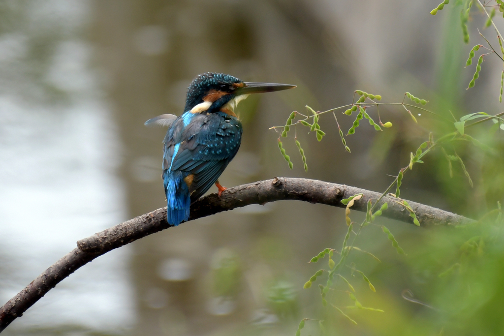 カワセミの機織１
