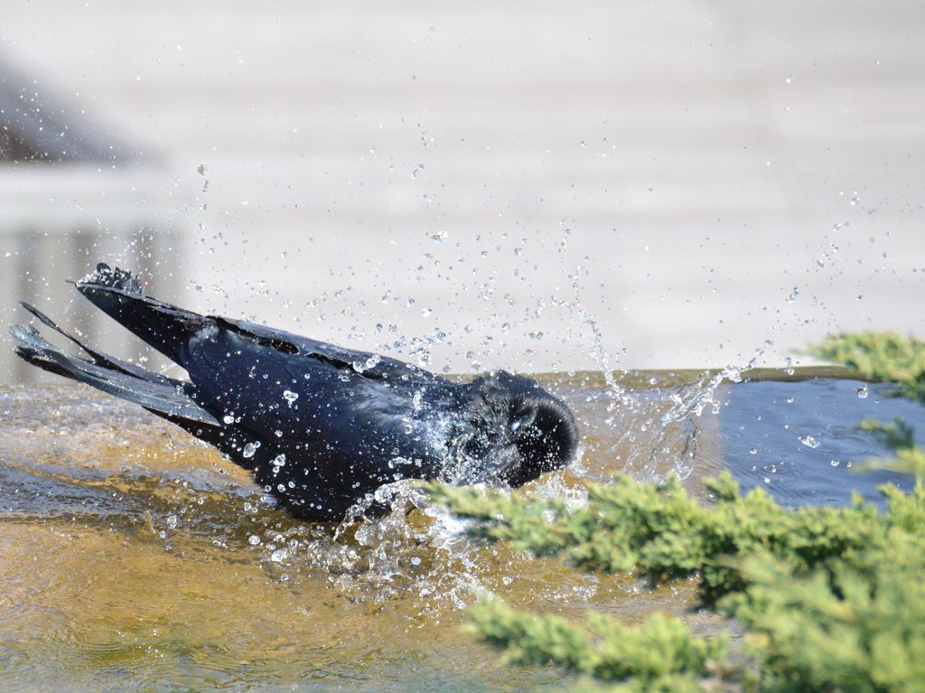 カラスの行水