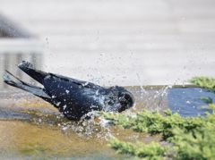 カラスの行水
