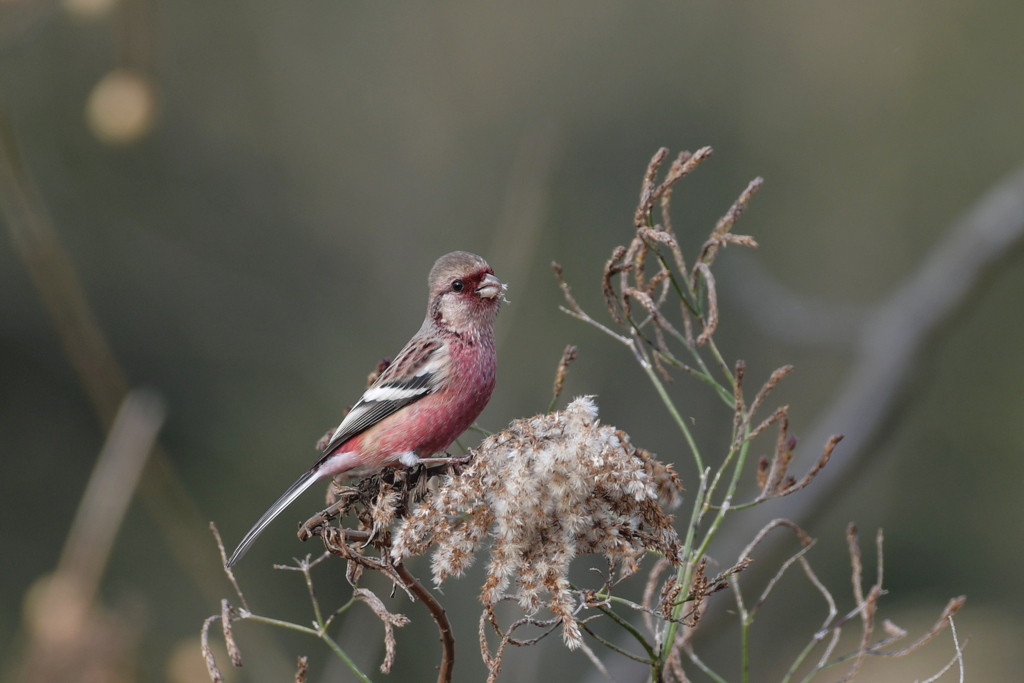 ベニマシコ_6898