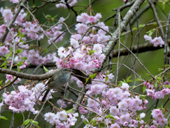 影の薄いウグイス