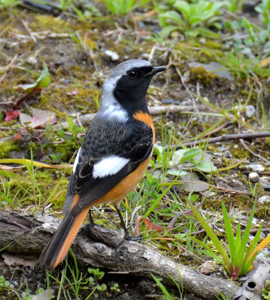 ジョウビタキ（雄）27