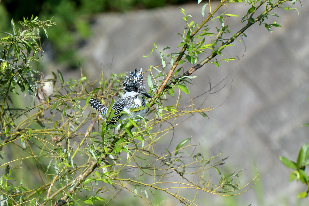隠れたつもり　２