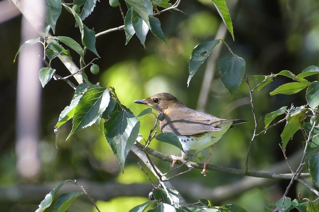 クロツグミ_201025-4
