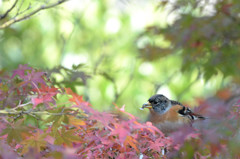 色付き始めた紅葉3