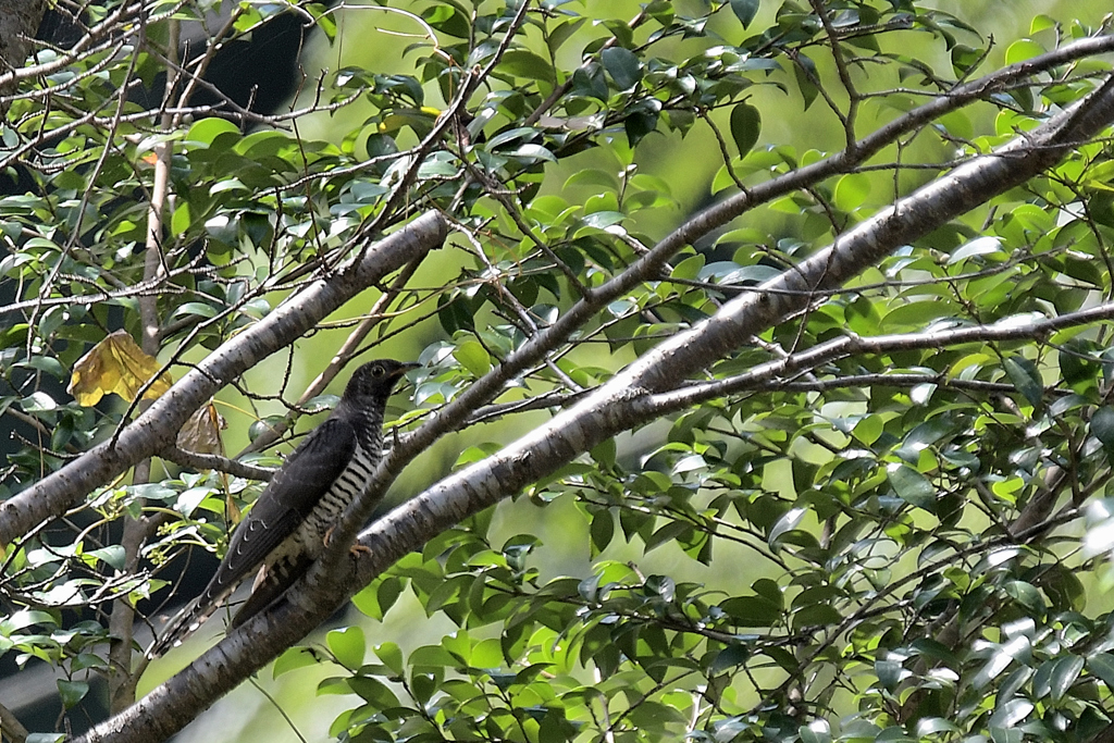 ホトトギス？-1