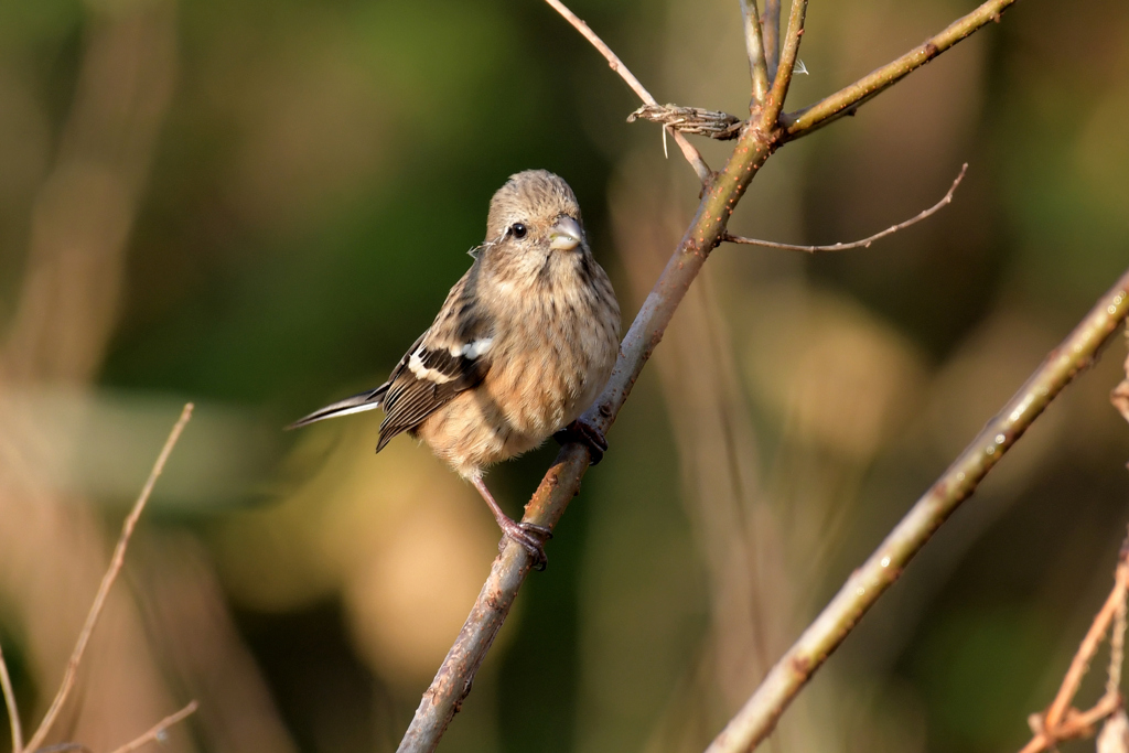 ベニマシコ_4065