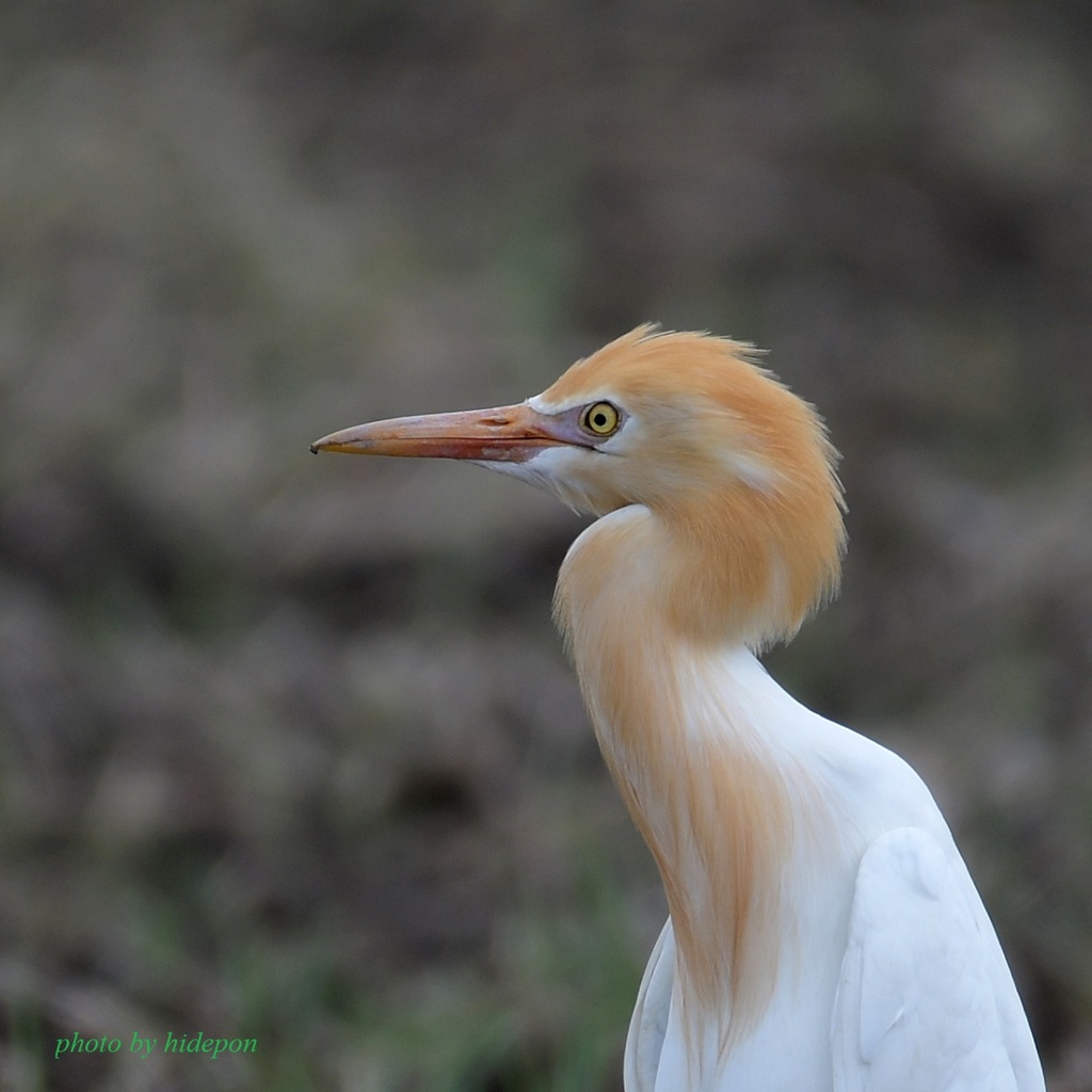 アマサギ_1