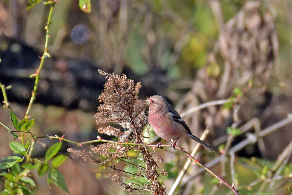 ベニマシコ_95301