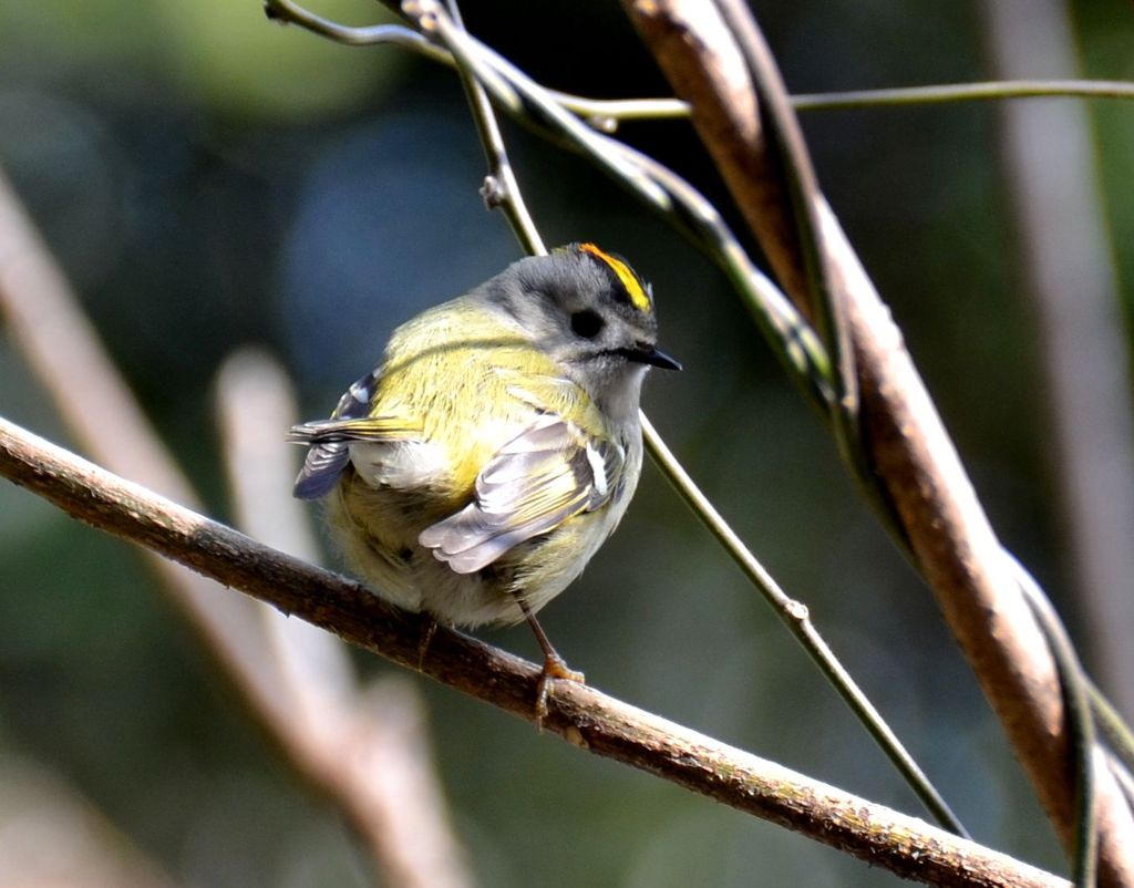 このモヒカン派手かしら