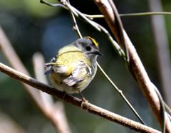 このモヒカン派手かしら