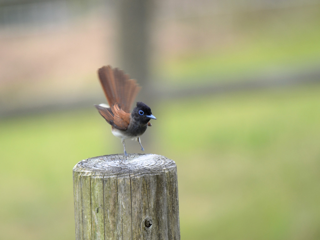 ちょっとジャンプ