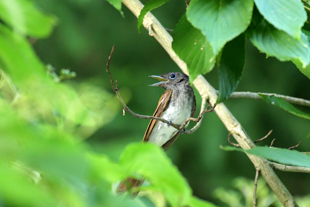 サンコウチョウ_04741