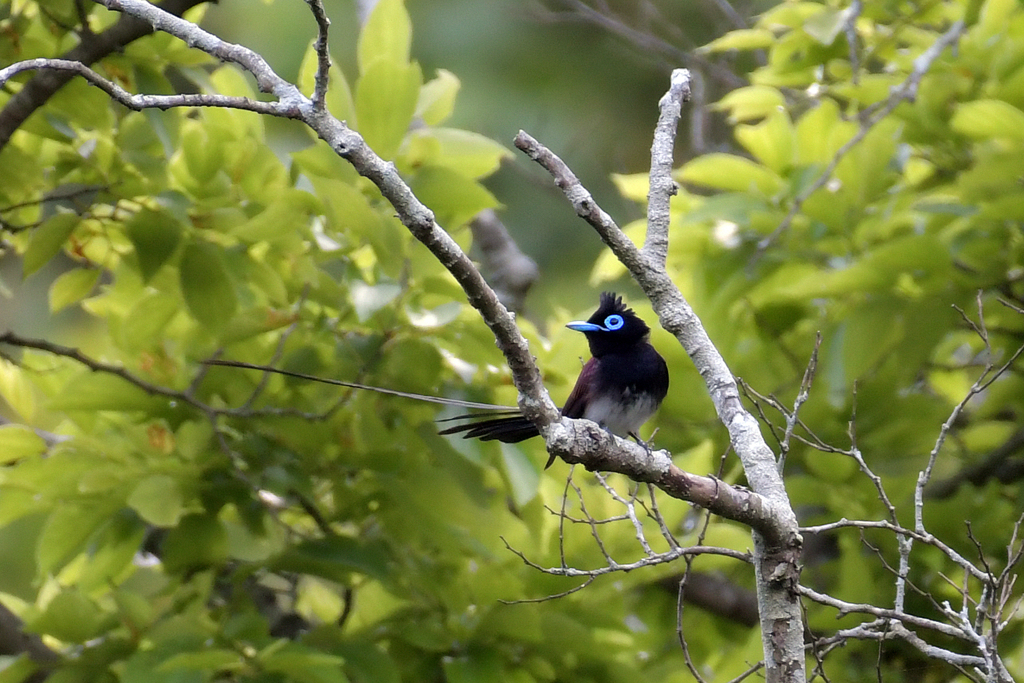 サンコウチョウ_78491