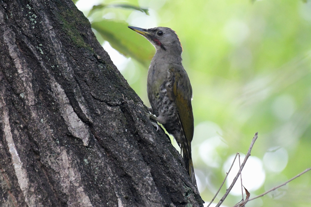 アオゲラの幼鳥_9311