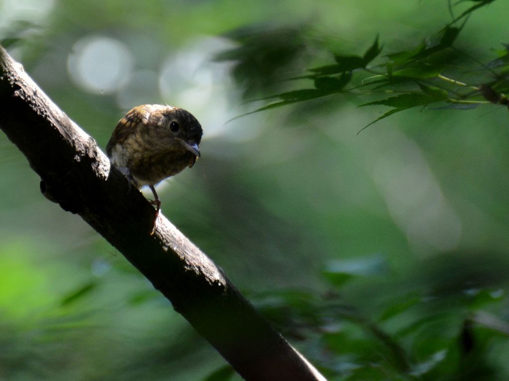 キビタキ幼鳥17
