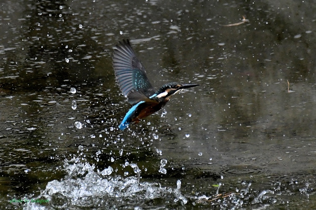 カワセミ_200928-2