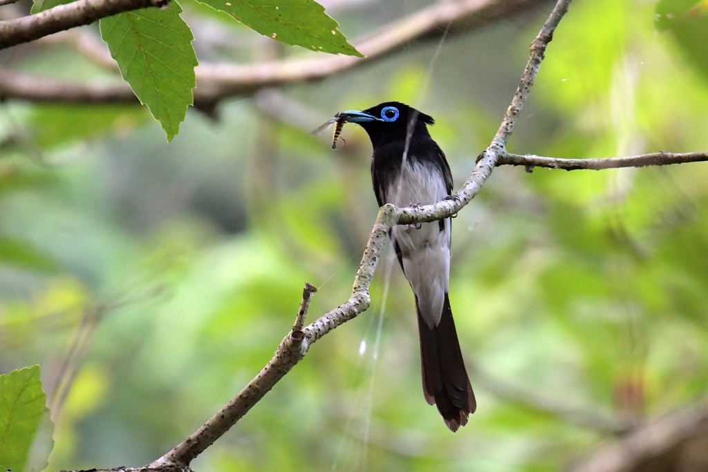 サンコウチョウ_06051