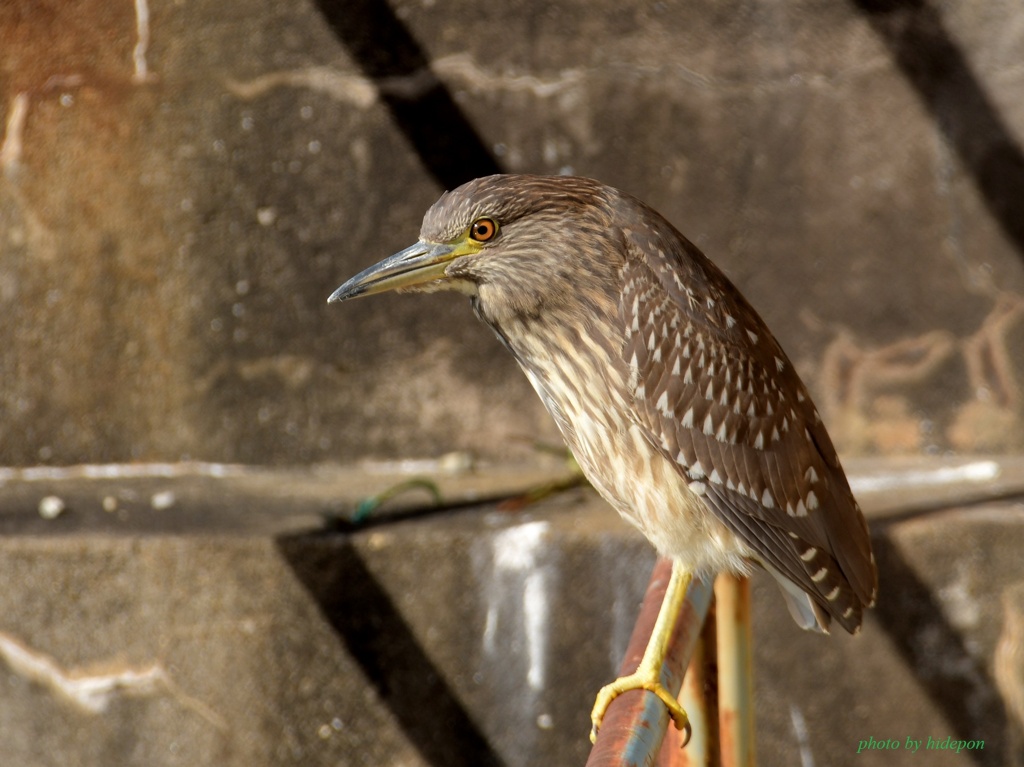 ゴイサギ幼鳥_210127-1