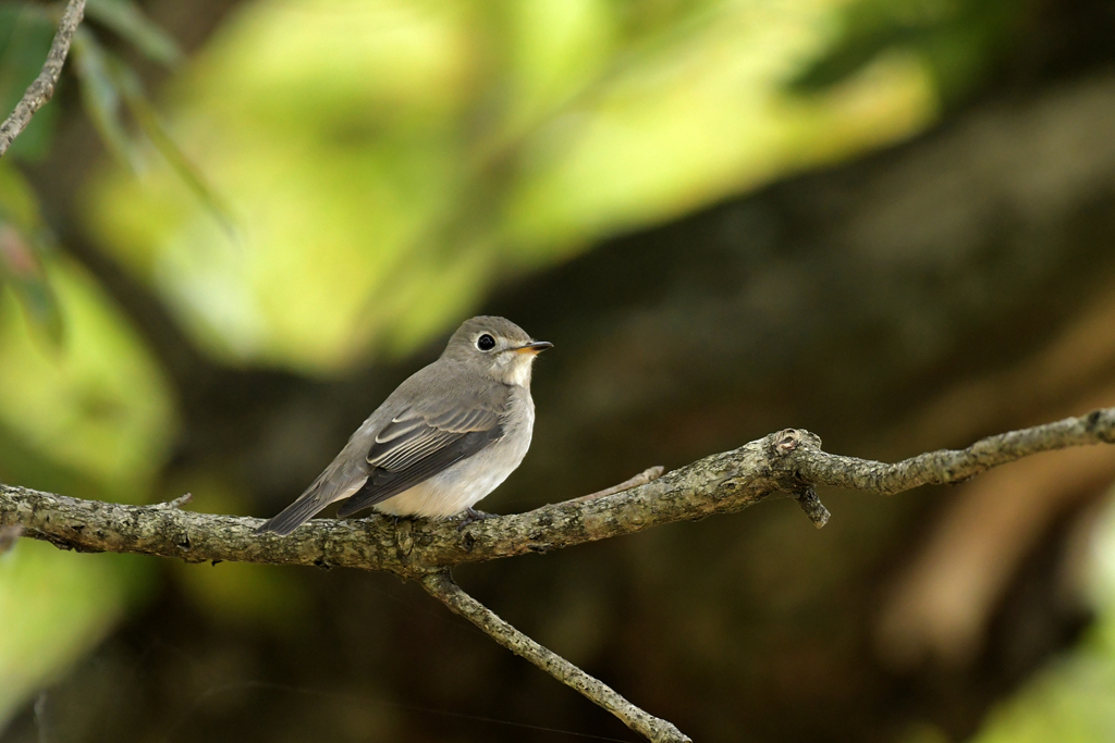 コサメビタキ_30891