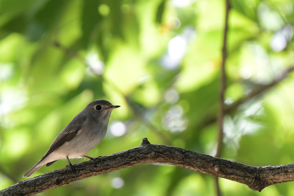 コサメビタキ-1