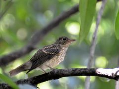 キビタキ幼鳥7