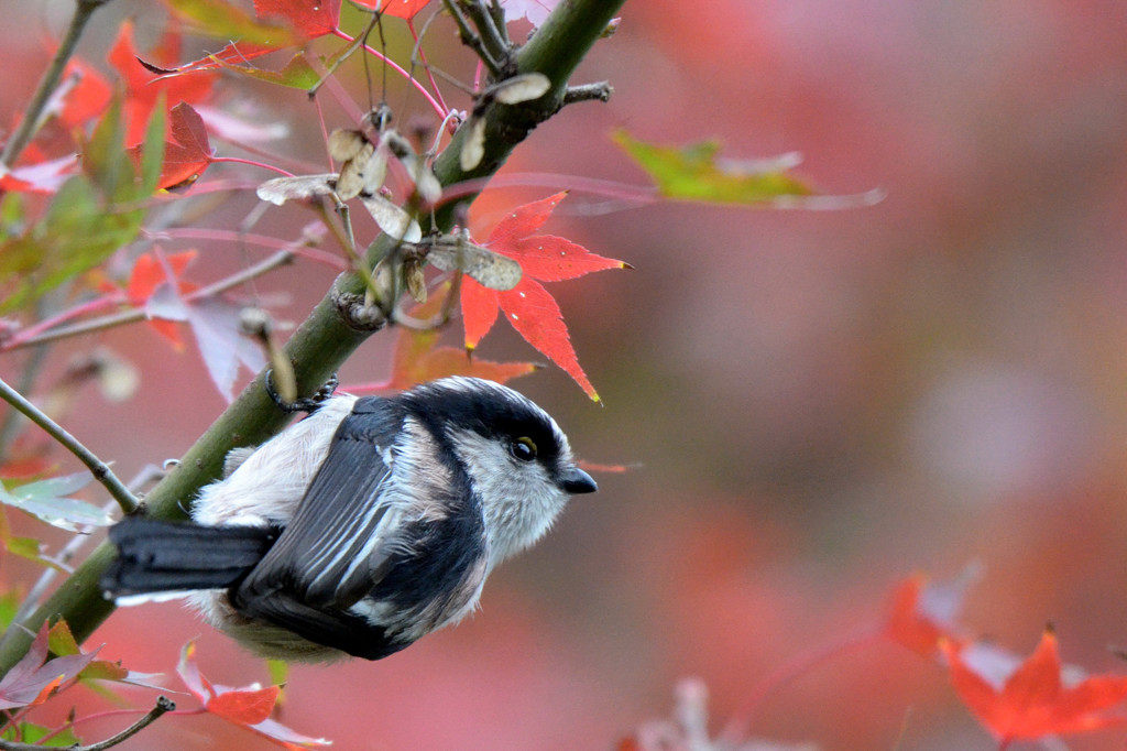色付き始めた紅葉1