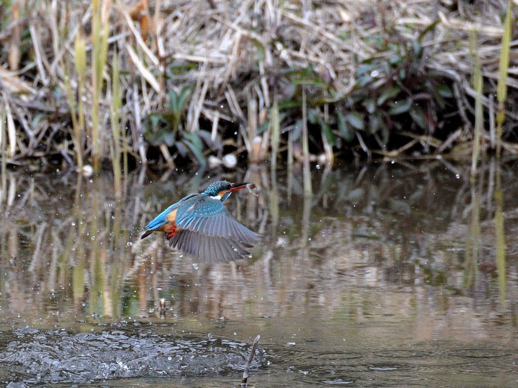 「エビ捕ったぞー」　１
