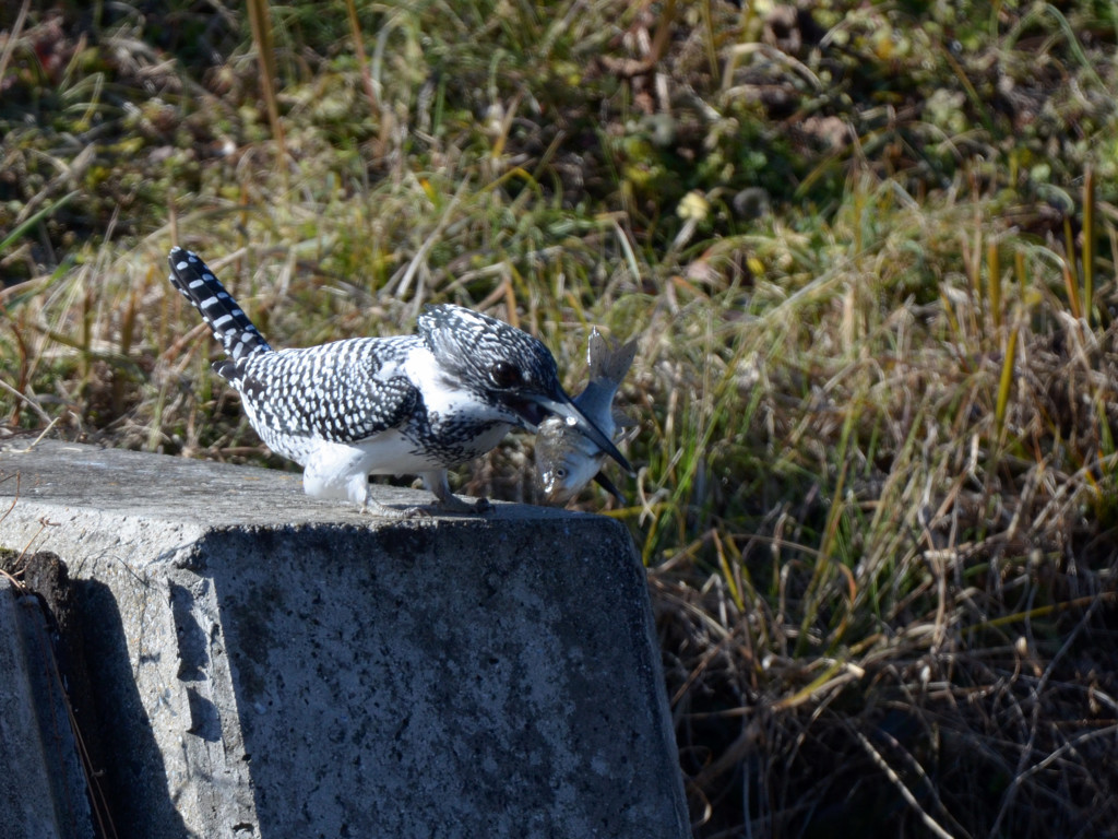 魚の仕留め方教えます。2