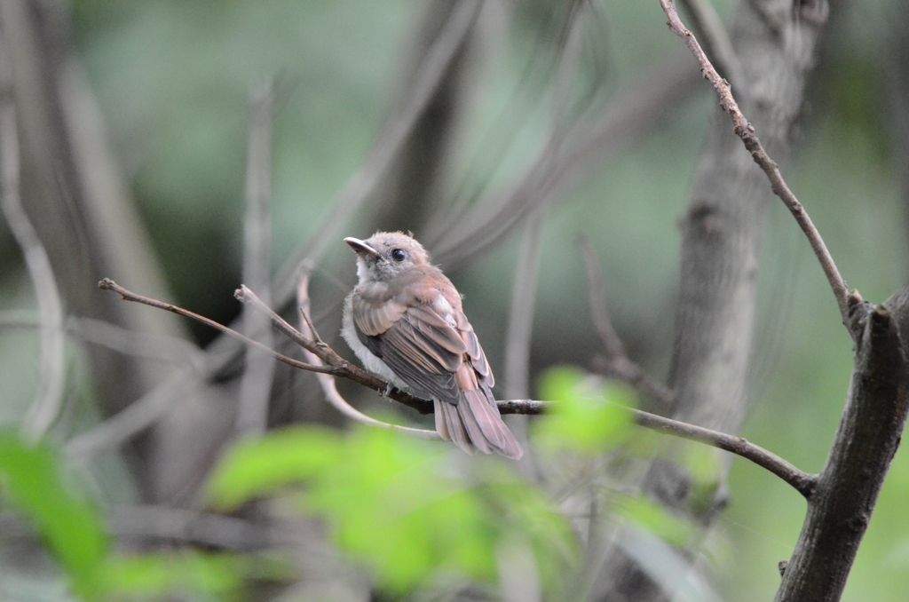 私は「スズメ」ではありませんよ　２