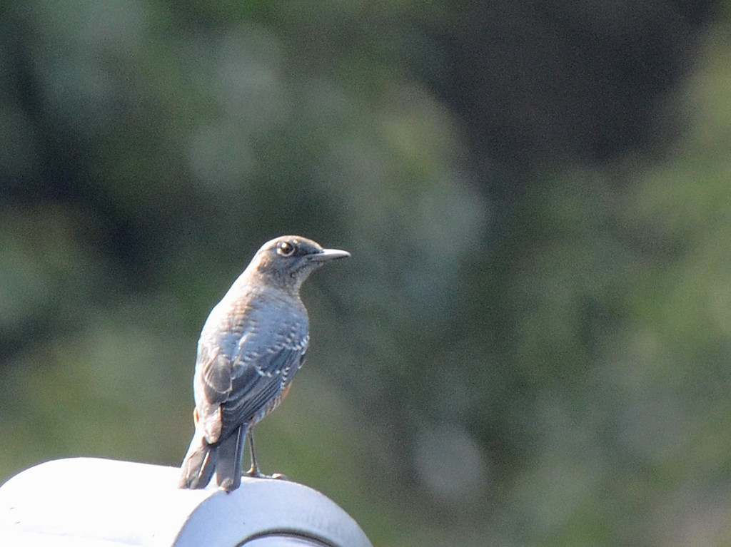 この鳥の名前は？