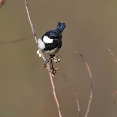 シジュウカラ_201221-1