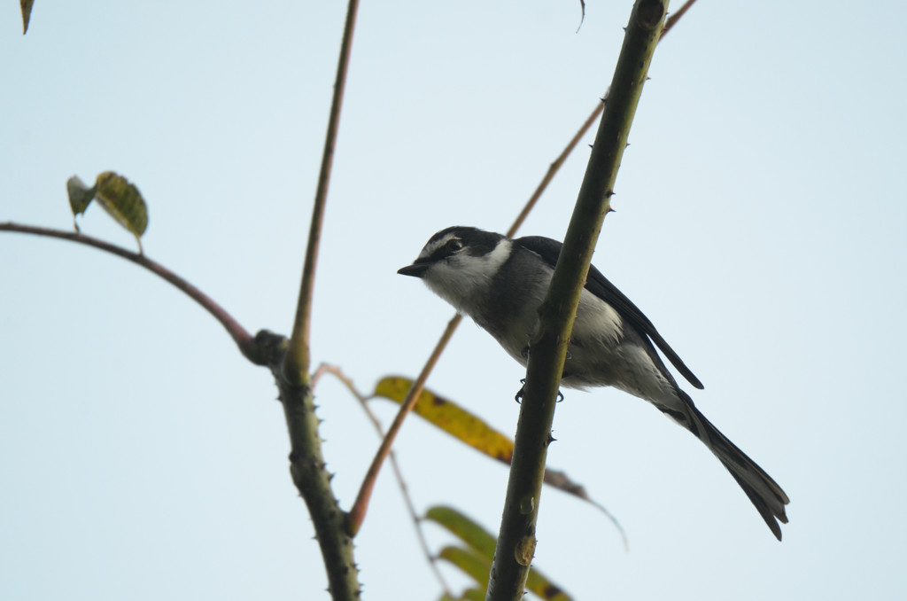 リュウキュウサンショウクイ２