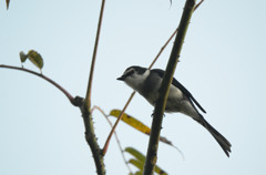 リュウキュウサンショウクイ２