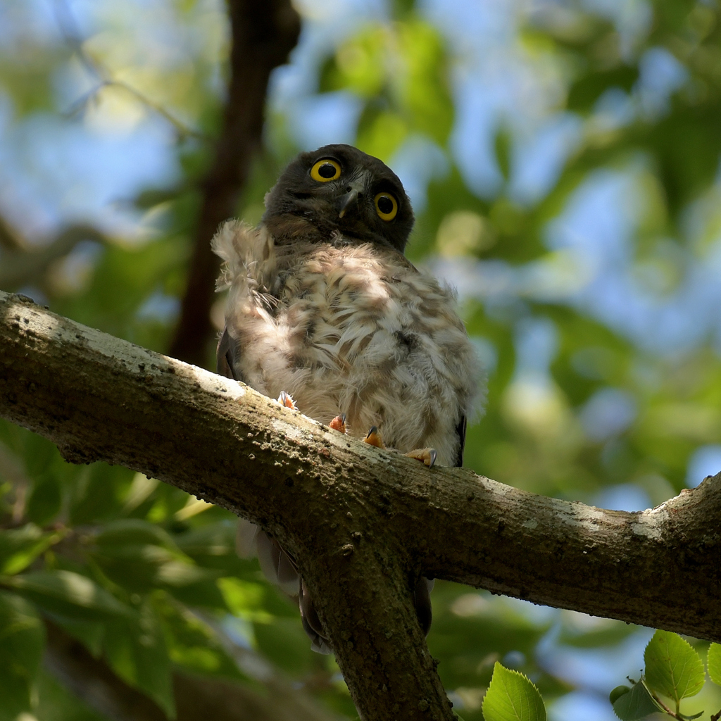 アオバズク_8645