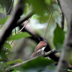 サンコウチョウ_200705-5