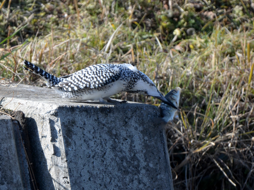 魚の仕留め方教えます。3