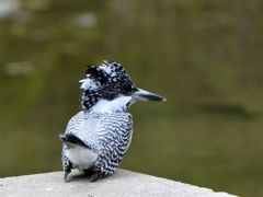 ｢きおつけー」