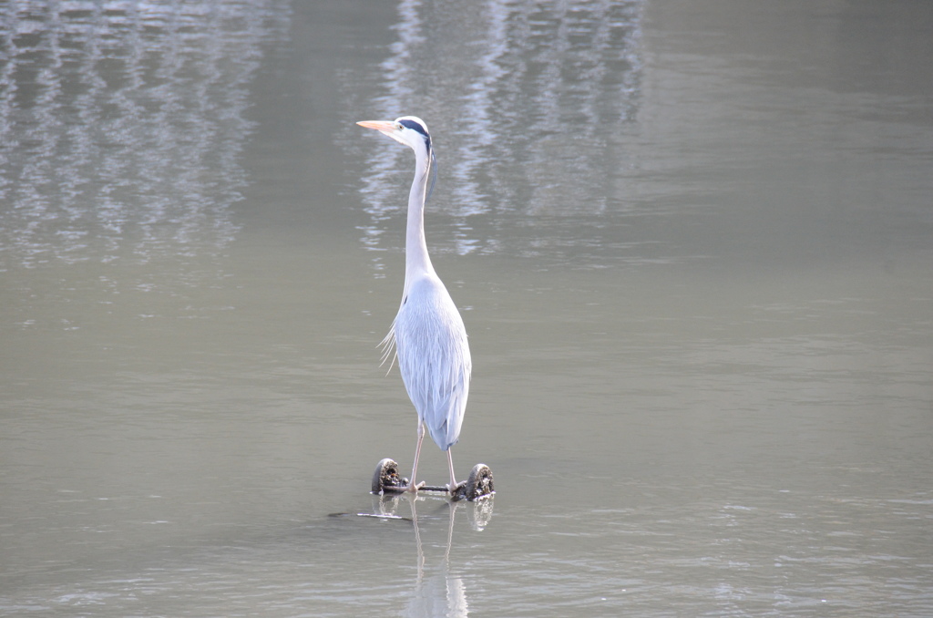立ち乗り２輪車