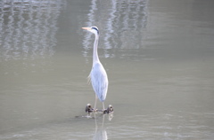 立ち乗り２輪車