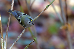 キクイタダキ_58621