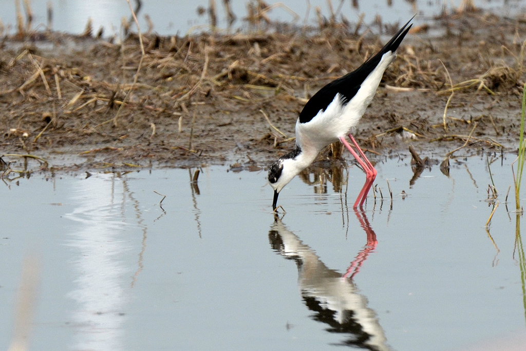 セイタカシギ-1