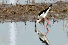 セイタカシギ-1