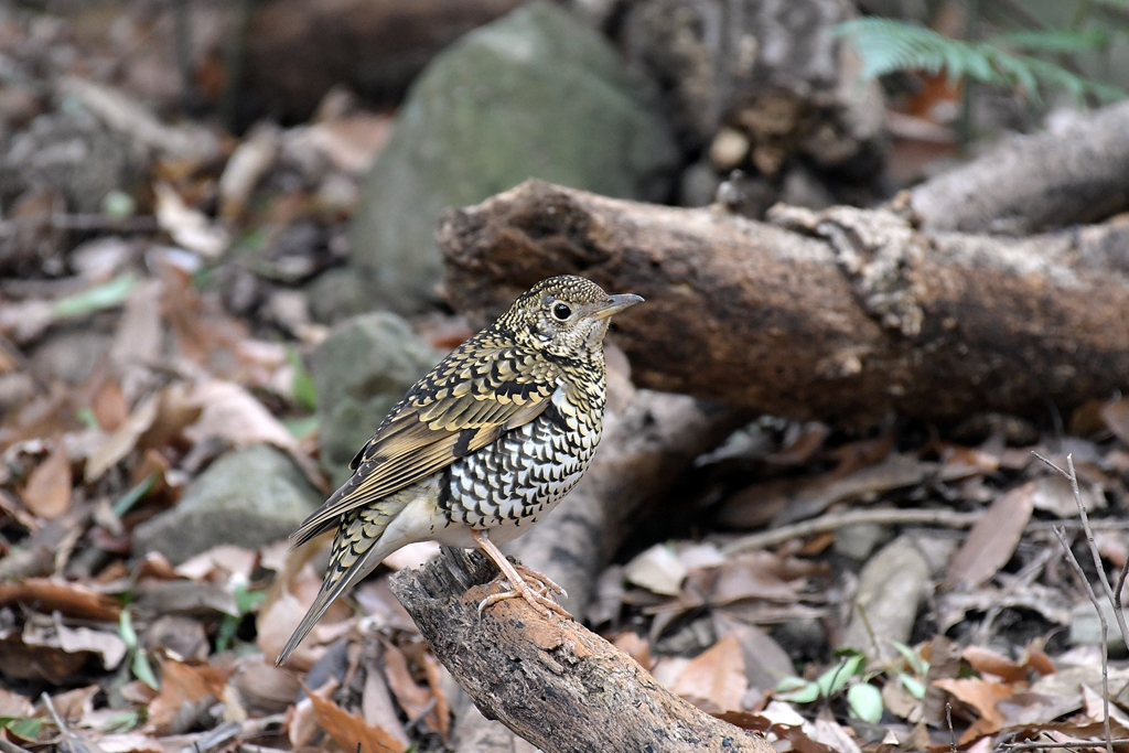 トラツグミ_79281