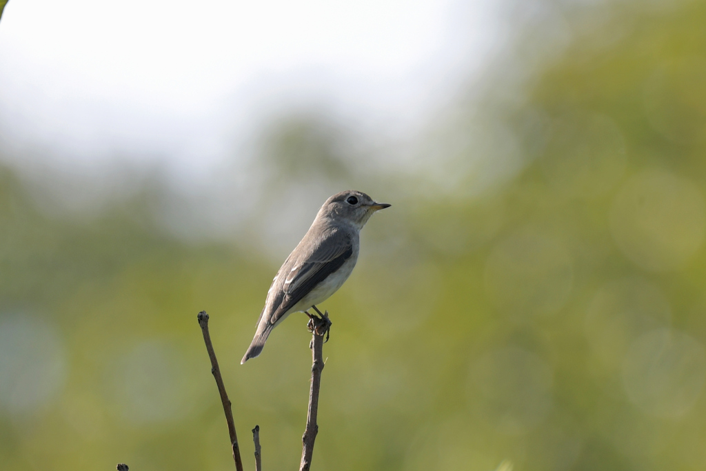 コサメビタキ_9839