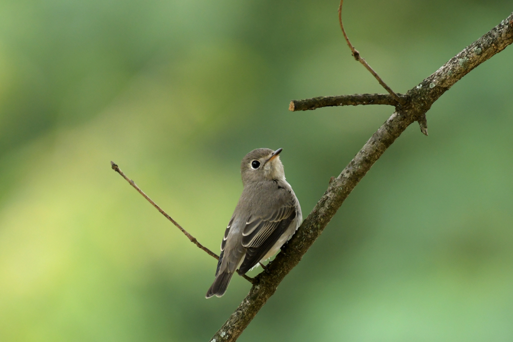 コサメビタキ_31141