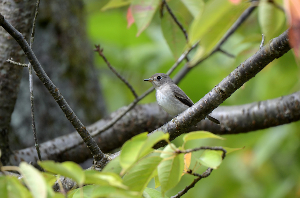 コサメビタキ　２